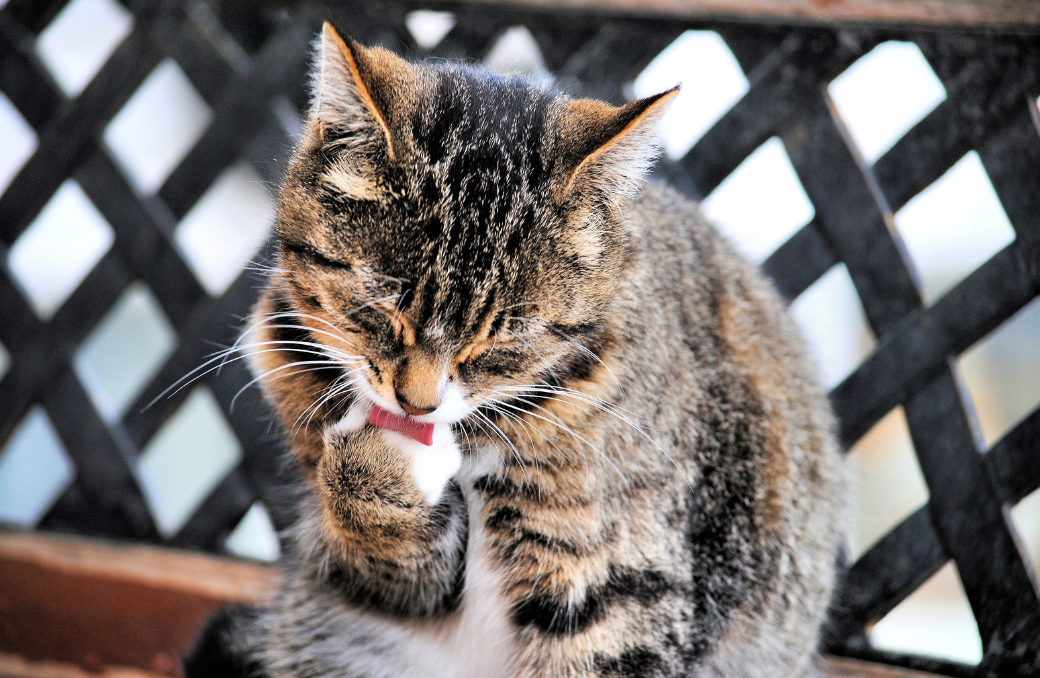 大阪の便利屋住まいルが対応するペット関係サービスのイメージ。猫のお世話や見守りなどペットケアをサポート