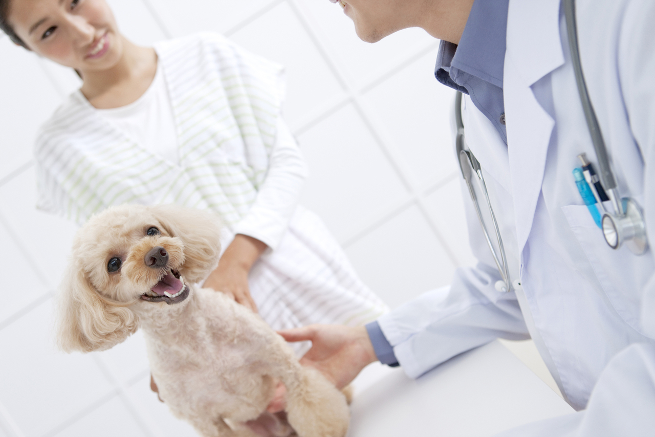 東大阪市でペットの健康と安全を確認するスタッフ